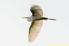 white egret